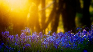 pictures-light-nature-flowers--53371